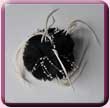 Black Triple Feather Flower Fascinator
