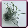 Sage Green Sinamay Mini Rose Fascinator