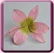 Paper Lily Hair Pin