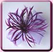 Purple  Feather Windmill Fascinator