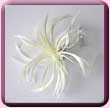 Ivory Feather Windmill Fascinator