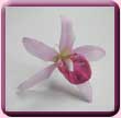 Pointed Orchid Hair Pin