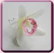 Pointed Orchid Hair Pin